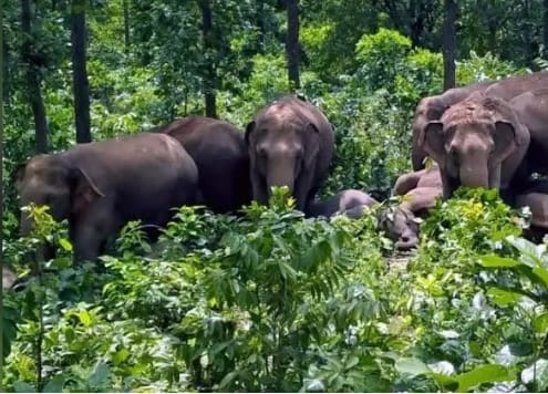 बोकारो में 4 नए हाथी कॉरिडोर चिन्हित किए गए , इंसानी दखल से मुक्त कर सुरक्षित बनाया जाएगा